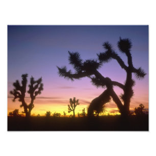 NEVADA. USA. Joshua-träd Yucca brevifolia) Fototryck