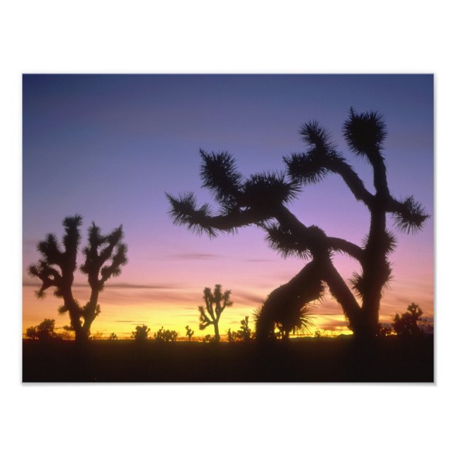 NEVADA USA. Joshua träd Yucca brevifolia) Fototryck (Framsidan)