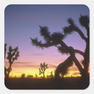 NEVADA. USA. Joshua-träd Yucca brevifolia) Fyrkantigt Klistermärke