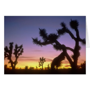 NEVADA. USA. Joshua-träd Yucca brevifolia) Hälsningskort