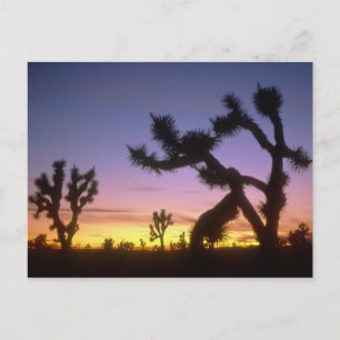 NEVADA. USA. Joshua-träd Yucca brevifolia) Vykort