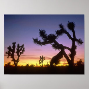 NEVADA. USA. Josuasträd (Yucca brevifolia) Poster
