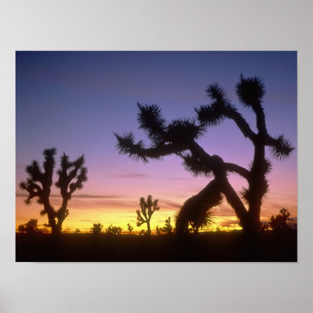 NEVADA. USA. Josuasträd (Yucca brevifolia) Poster (Framsidan)