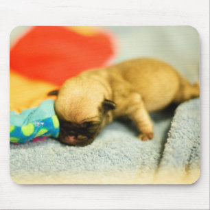 New Born Baby Pug Hund Musmatta
