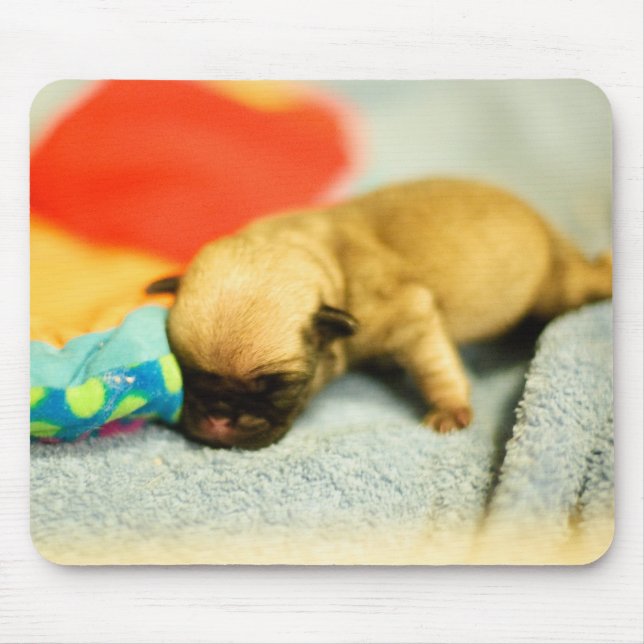 New Born Baby Pug Hund Musmatta (Framsidan)