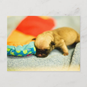 New Born Baby Pug Hund Vykort