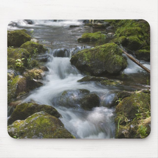 New Brunswick, Kanada. Dickson Falls i Fundy Musmatta (Framsidan)