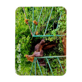 New Delhi, Indien Magnet