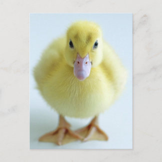 New Duckling Vykort