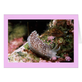 New England Aeolid OBS Kort