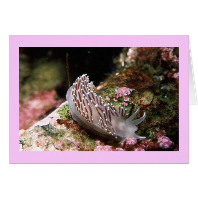 New England Aeolid OBS Kort (Framsidan Horizontal)