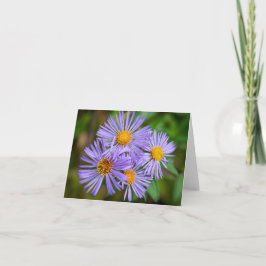 New England Aster Kort