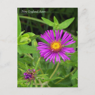 New England Aster Symphotrichum-vykort Vykort