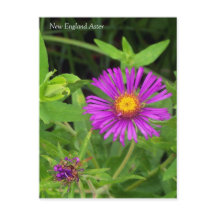 New England Aster Symphotrichum-vykort