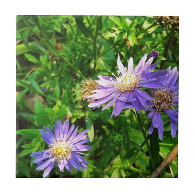 New England Asters Kakelplatta (Framsidan)