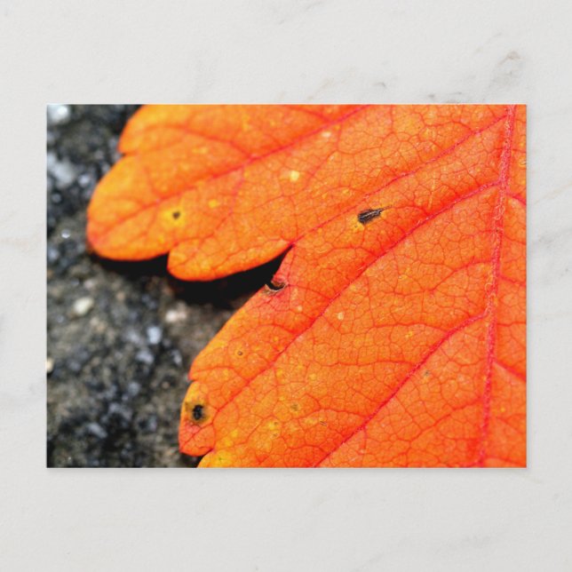 New England Autumn Vykort (Framsida)