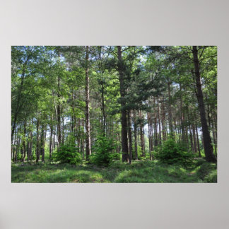 New Forest Landcape England Poster