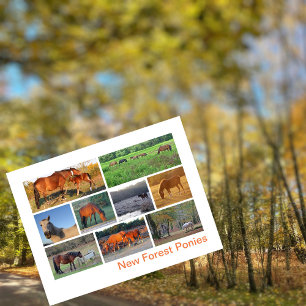 New Forest Ponies Vykort