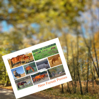 New Forest Ponies Vykort