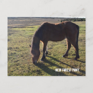 New Forest Pony2 Vykort