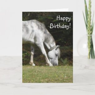 New Forest Pony Birthday Kort