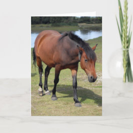 New Forest Pony Blank Kort