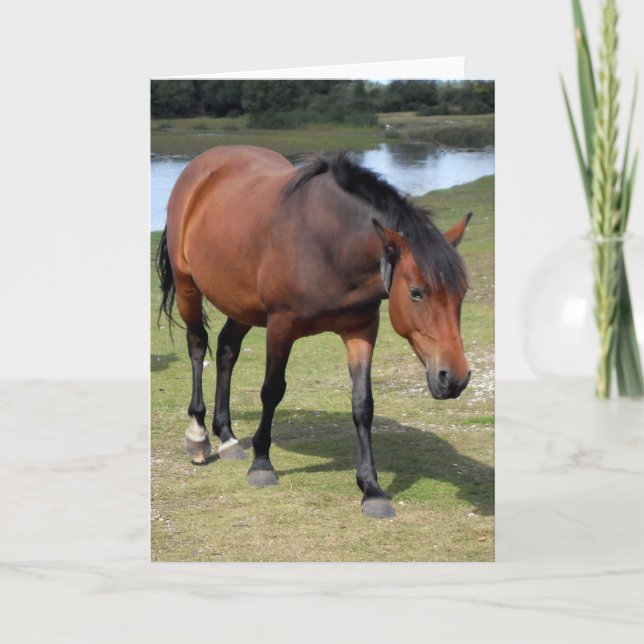 New Forest Pony Blank Kort (Framsida)