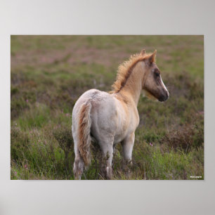 New Forest Pony Foal permanent i SCrub Poster