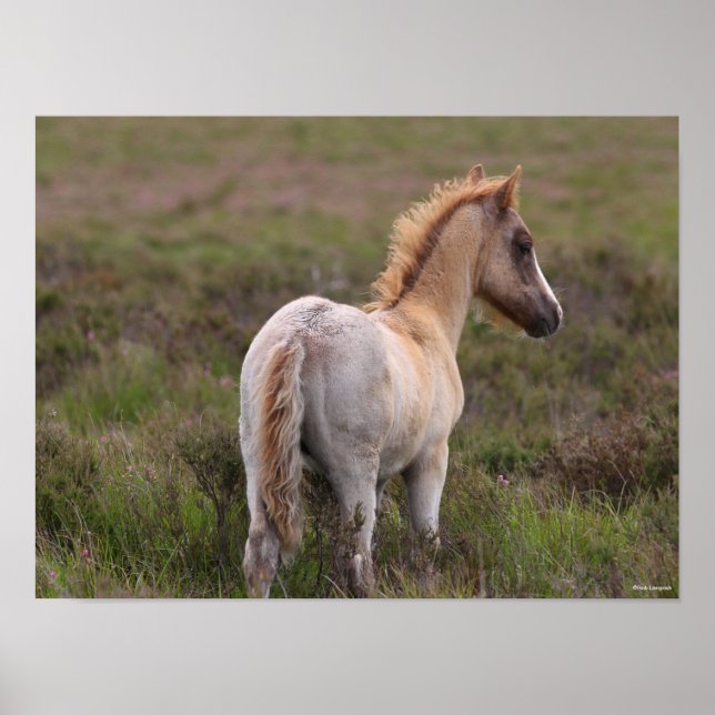 New Forest Pony Foal permanent i SCrub Poster (Framsidan)