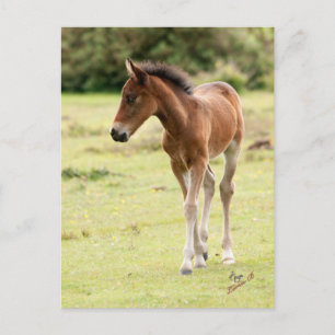 New Forest Pony Foal Vykort