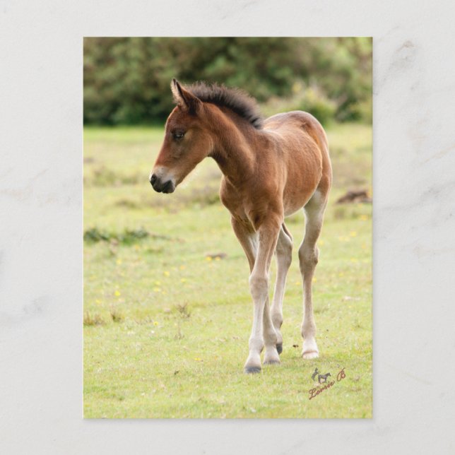 New Forest Pony Foal Vykort (Framsida)