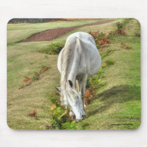 New Forest Pony Horse-älskare mellan Förenade kung Musmatta