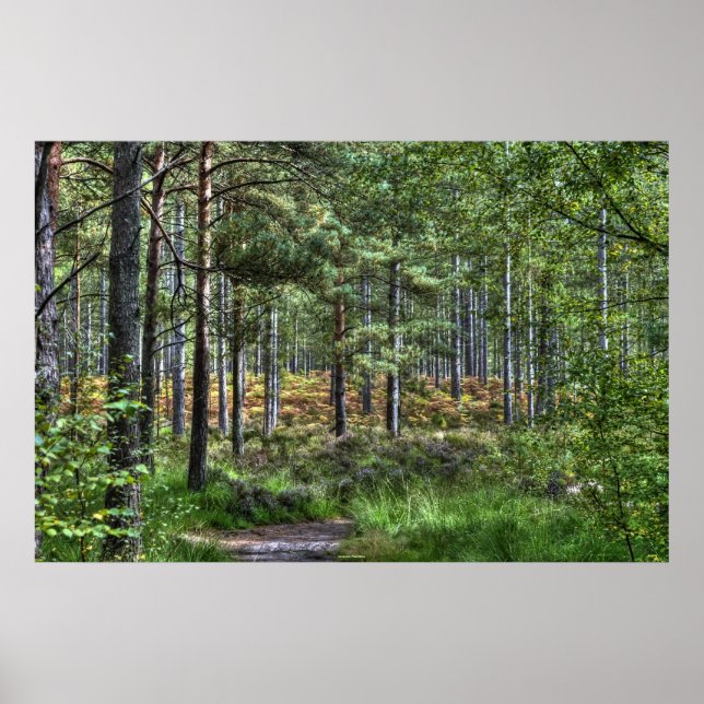 New Forest Woodland Träd Nature Scene, England Poster (Framsidan)