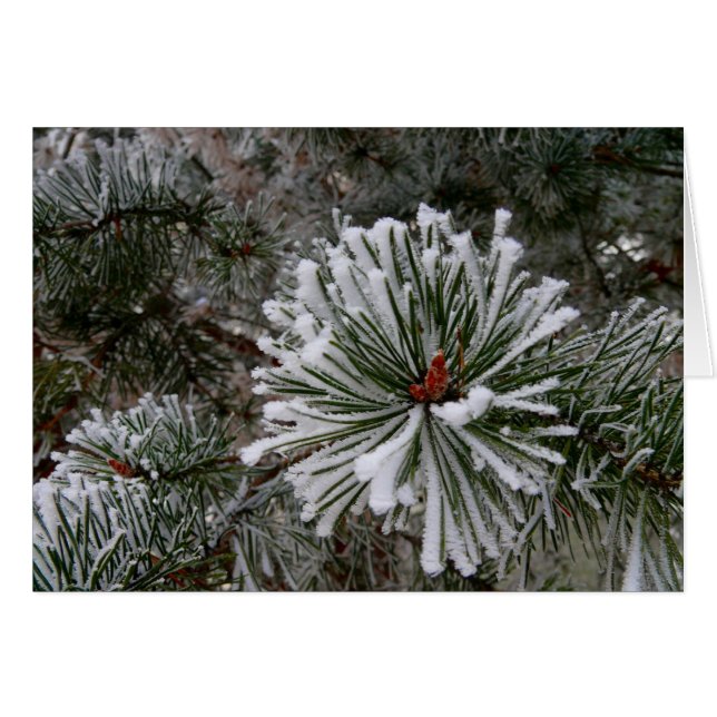 New Gräs Cones Hälsningskort (Framsidan Horizontal)