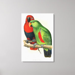 New Guinea Eclectus, papegojor, Canvastryck
