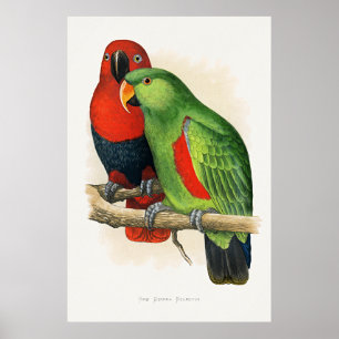 New Guinea Eclectus, papegojor, Poster