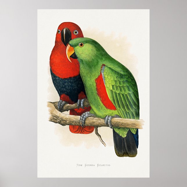 New Guinea Eclectus, papegojor, Poster (Framsidan)