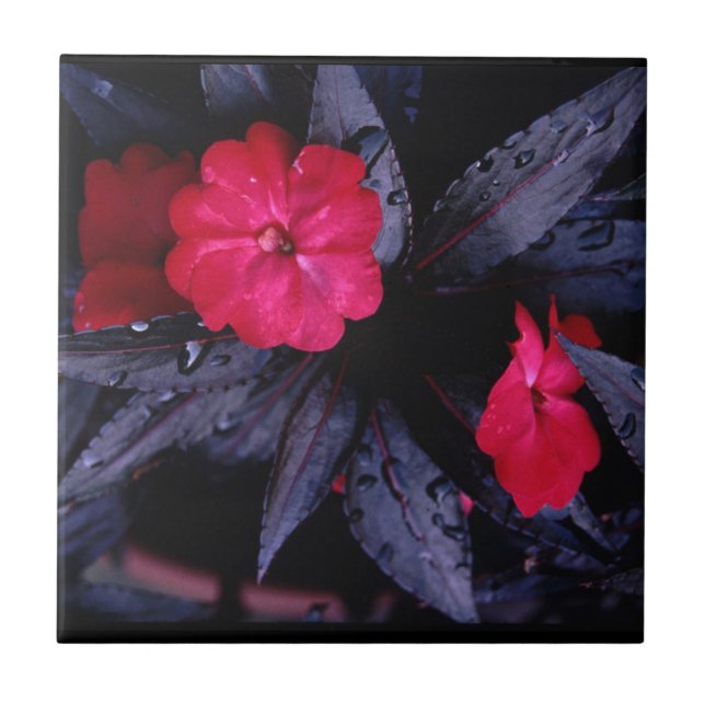 New Guinea Impatiens Ceramic Tile Kakelplatta (Framsidan)