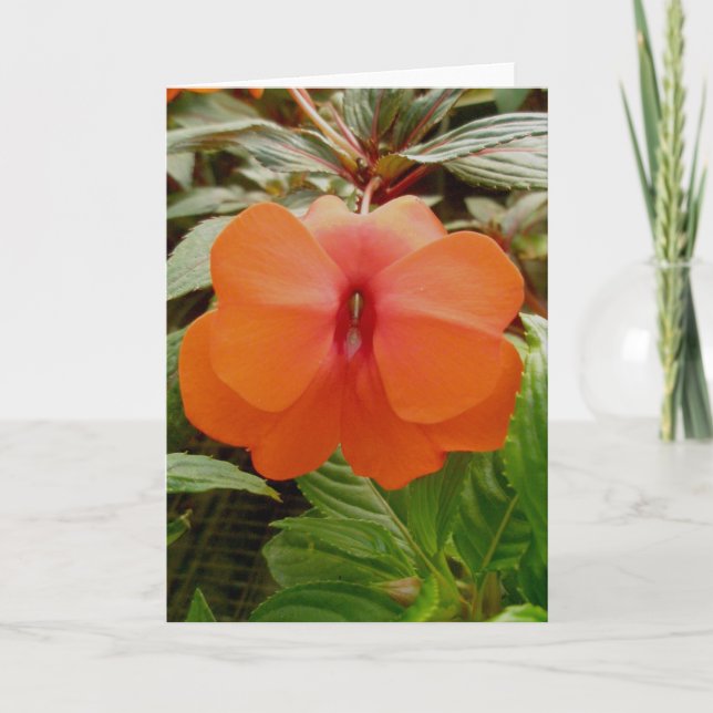 New Guinea Impatiens Orange Note Card Helgkort (Framsida)
