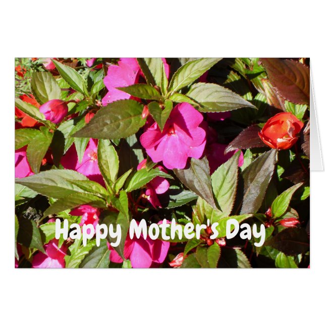 New Guinea Rosa Busy Lizzie Mors dag Hälsningskort (Framsidan Horizontal)