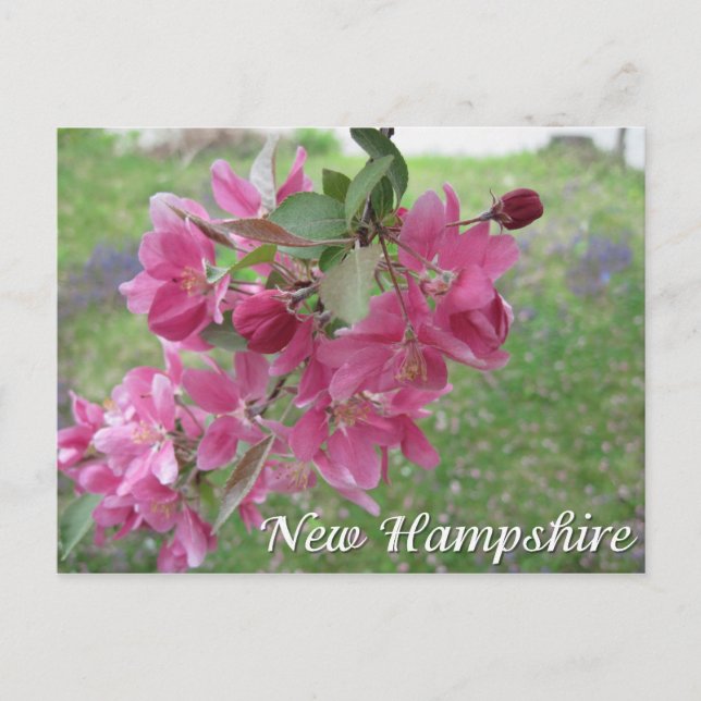 New Hampshire äppelblom trädblommor Vykort (Framsida)