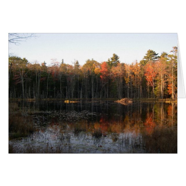 New Hampshire beaver pond i hösten Hälsningskort (Framsidan Horizontal)