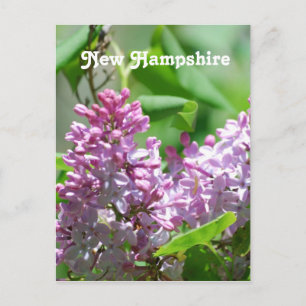 New Hampshire Lilacs Vykort
