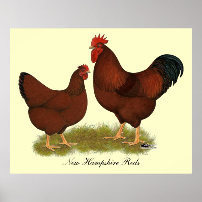 New Hampshire  Poster (Framsidan)