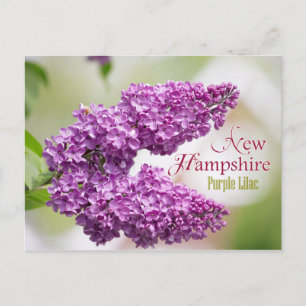 New Hampshire State Flower: Lila Lilac Vykort