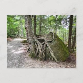 New Hampshire Sten Träd vykort
