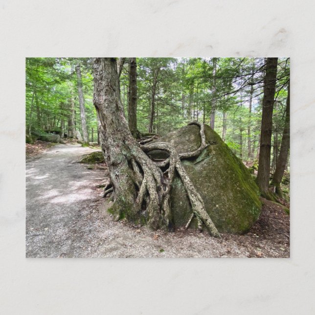 New Hampshire Sten Träd vykort (Framsida)