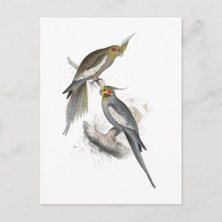 New Holland Parrakeet av Edward Lear Vykort