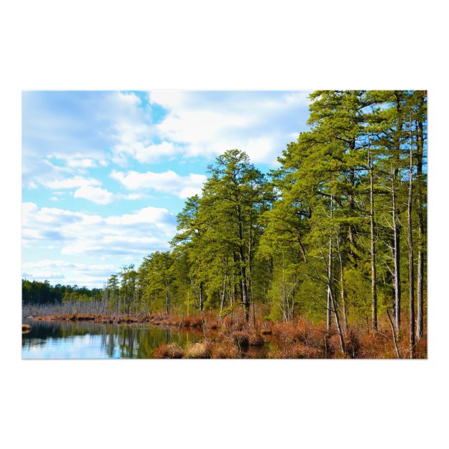 New jersey Pinelands Fototryck (Framsidan)