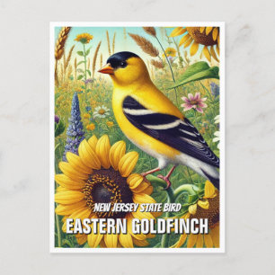 New jersey State Bird Östra Goldfinch Vykort